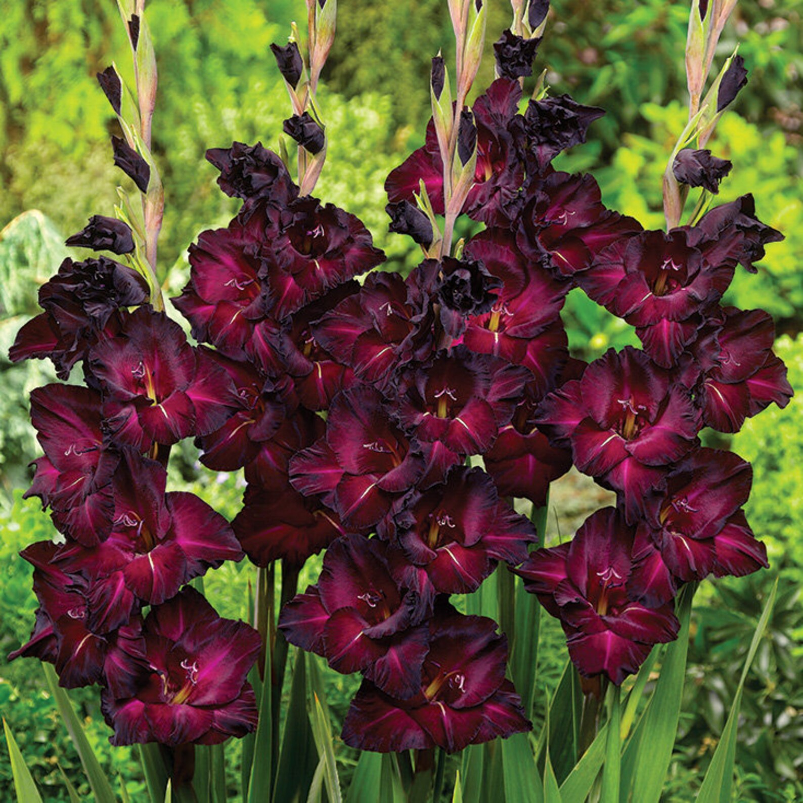 Espresso Gladiolus 6 Huge bulbs Etsy