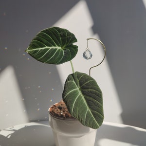 SOLSTICE Planting Suncatcher Zubehör für Zimmerpflanzen Einzigartiges Geschenk für Pflanzenliebhaber, handgefertigt in Frankreich Bild 2