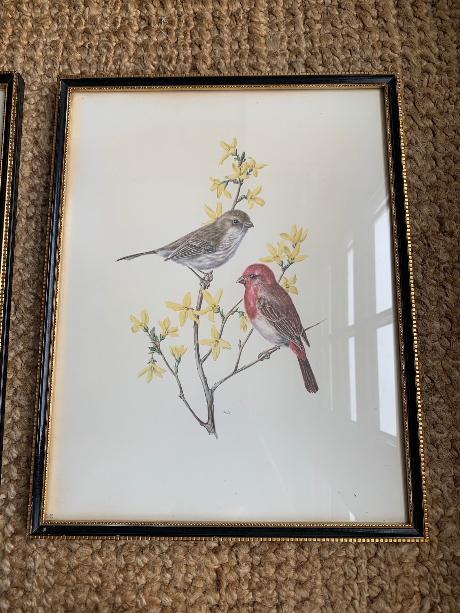 Framed vintage bird prints by A. Marlin Etsy