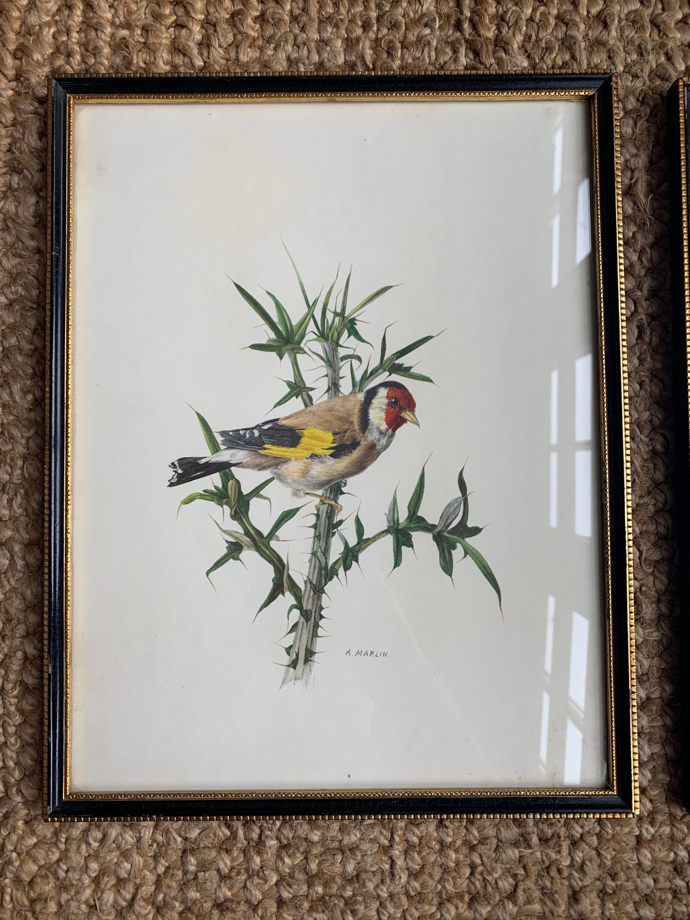 Framed vintage bird prints by A. Marlin Etsy