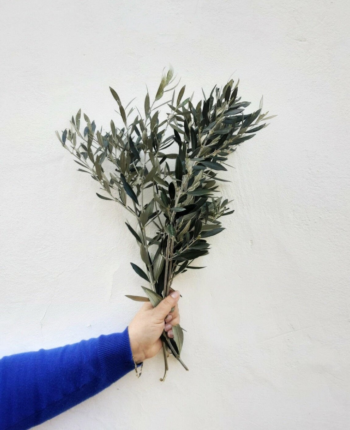 Olive Branch Set of 10 Fresh Olive Branch Stems & Leaves Etsy