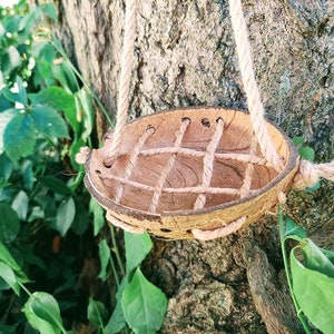 Coconut Forager