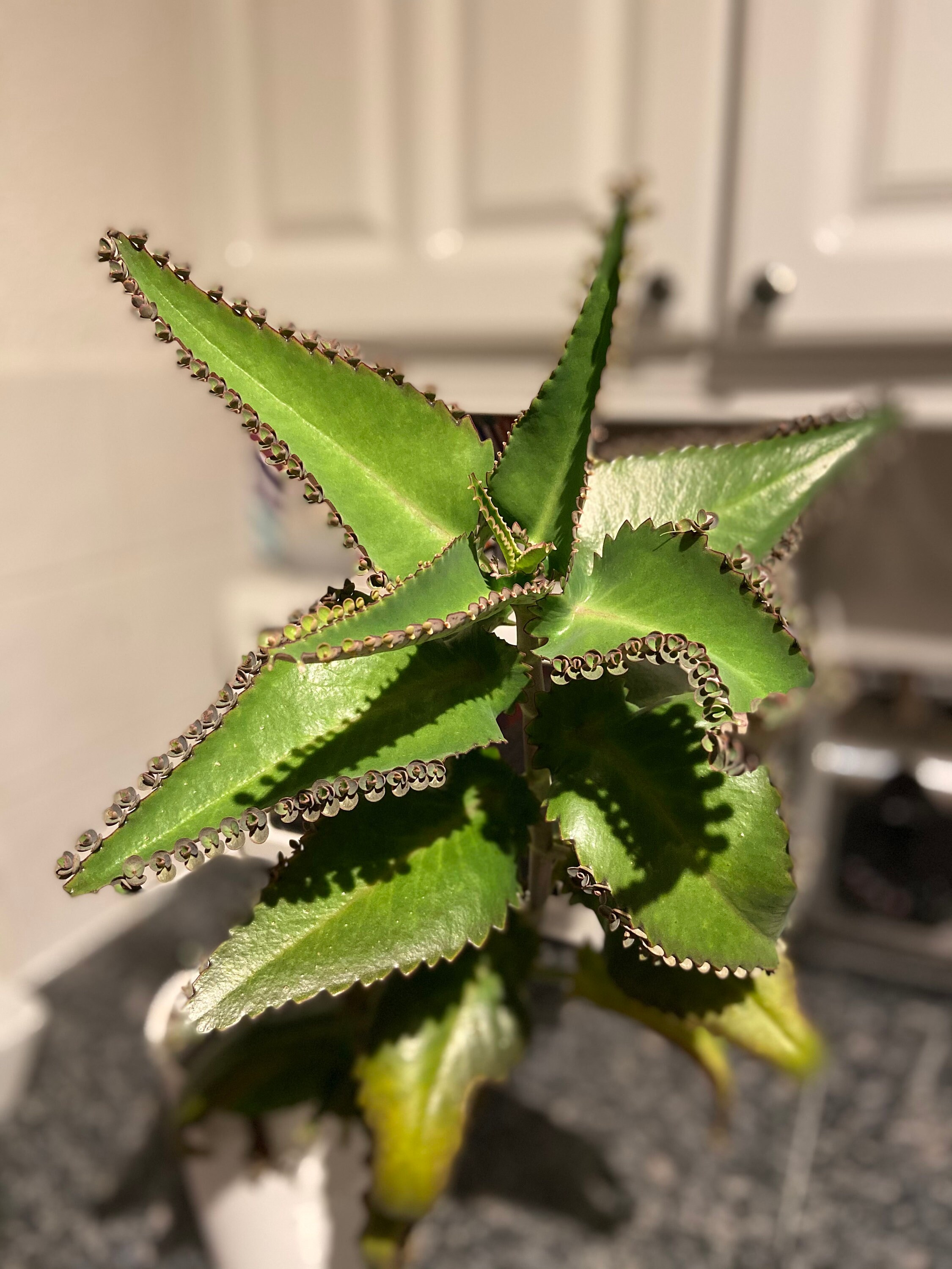 Mother Of Thousands Plant Price