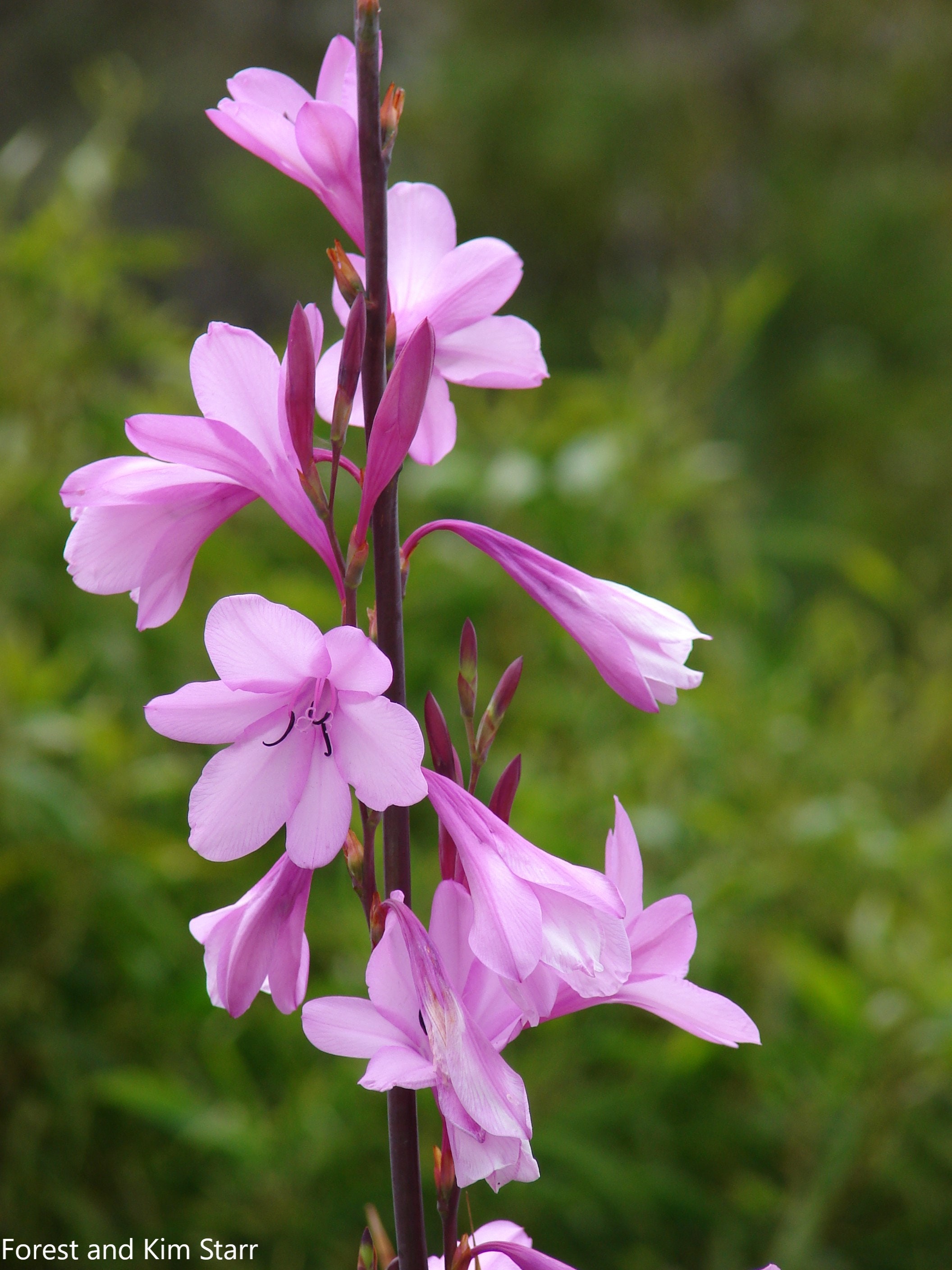 Watsonia Borbonica Cape BugleLily Pink Flower 10 Seeds Etsy