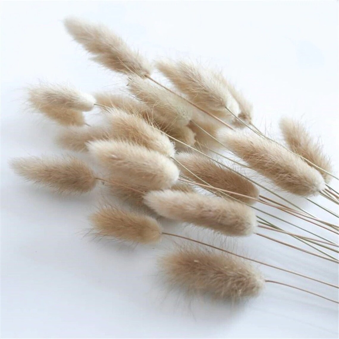 Véritable bouquet de fleur queue de lapin séchées Etsy