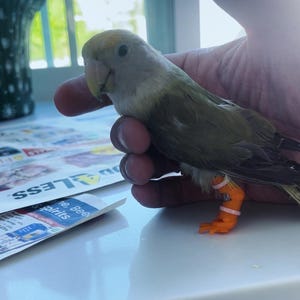 May include: A small, gray and white lovebird with orange leg bands is being held in a person's hand. The bird has a yellow head and a light gray body.