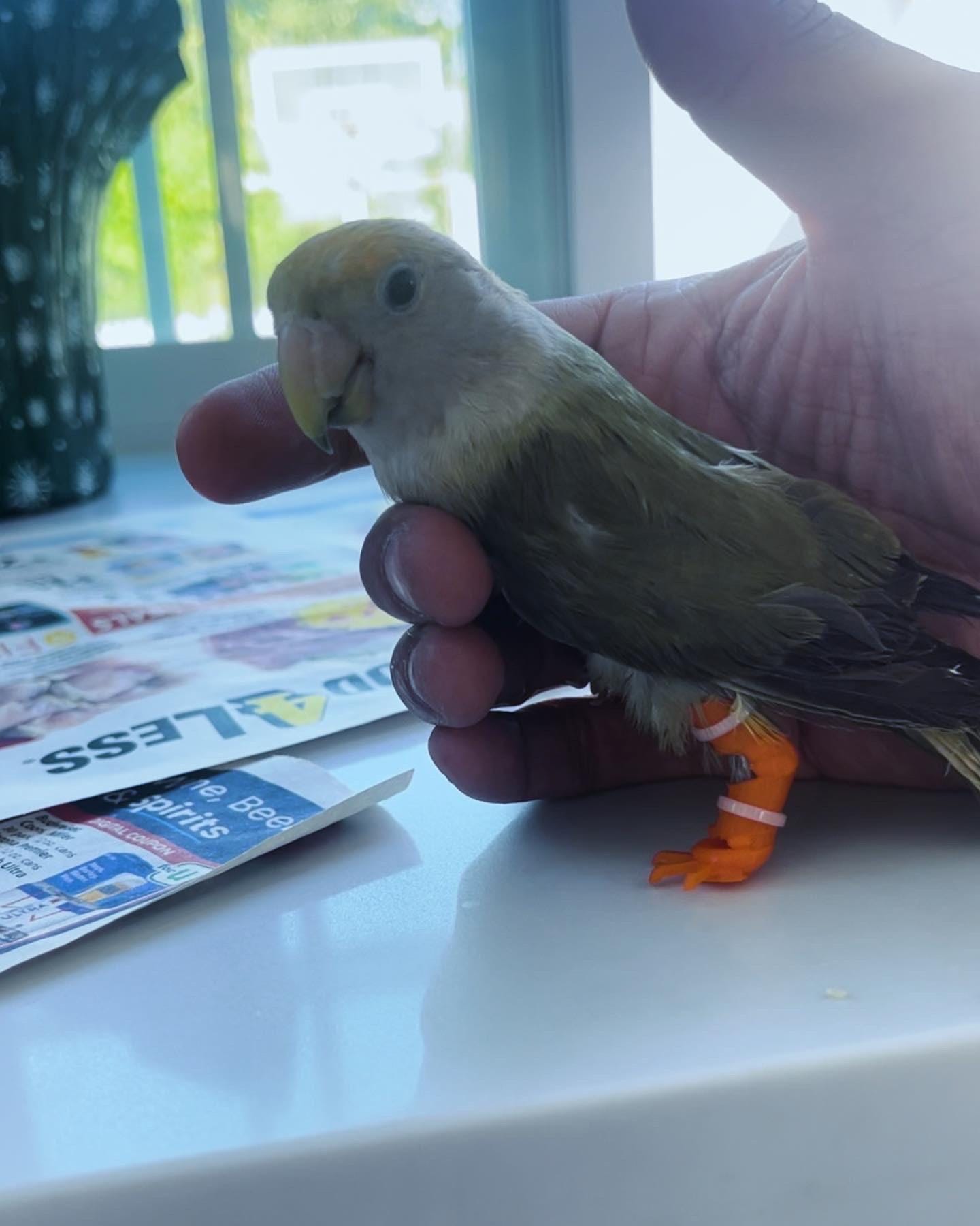 Small birds and pigeon prosthetics leg.