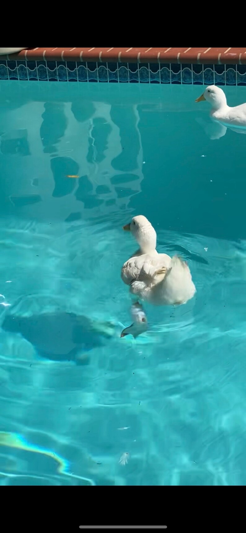 Duck Feet Soft Prosthetic Etsy