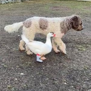 Duck Feet soft prosthetic