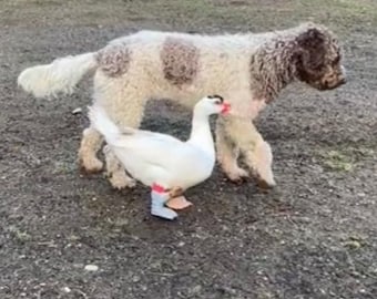 Duck Feet soft prosthetic