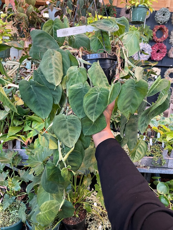 Syngonium Frosted Heart Cutting