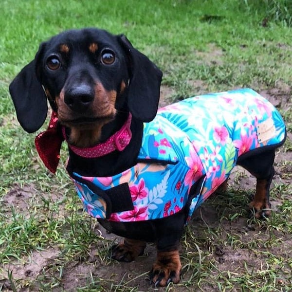 Dachshund Warm Waterproof fleece lined Coat with detachable strap and belly warmer. Waterproof Dog Coat. Made To Order & tailor made