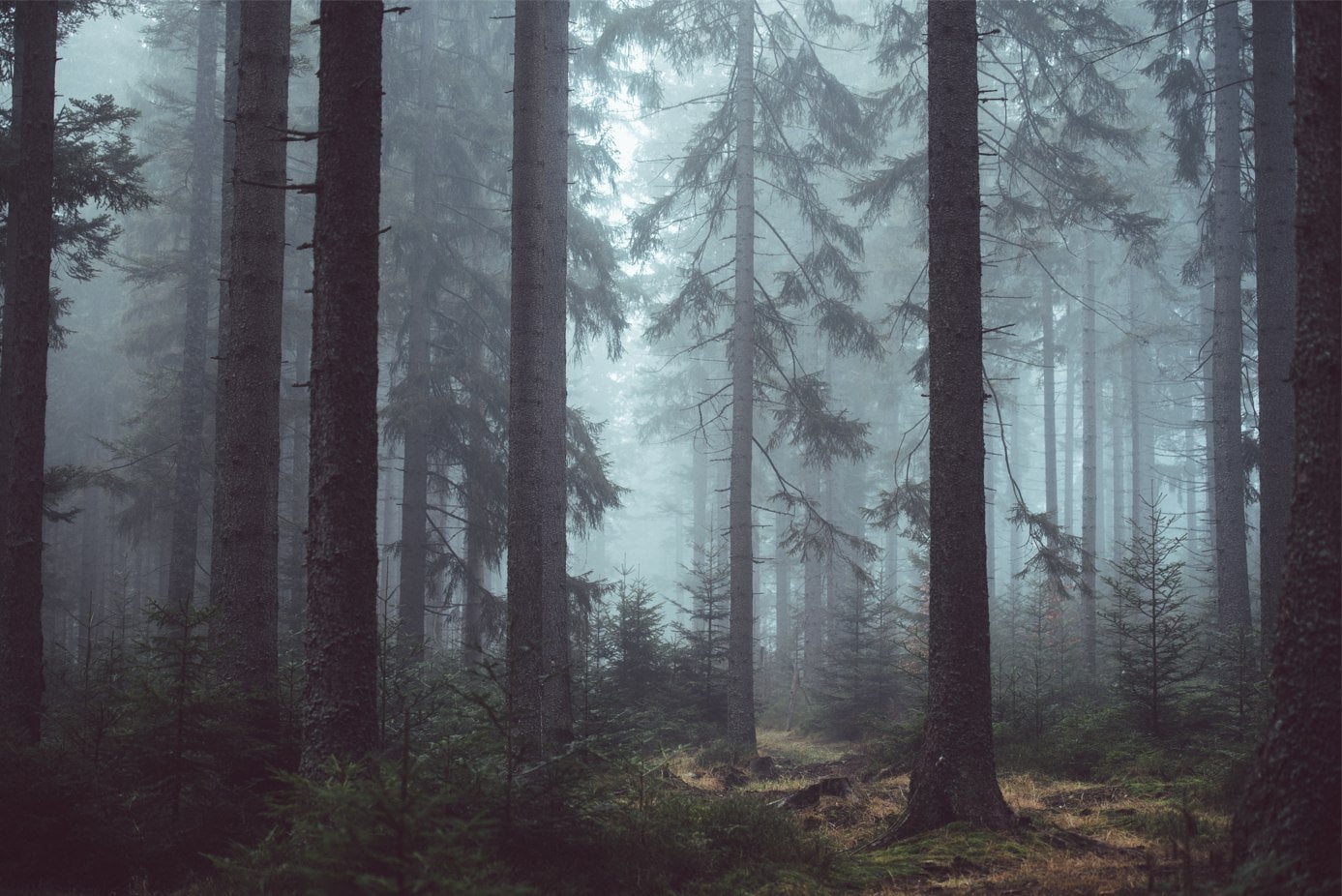 Forest Fog Wallpaper