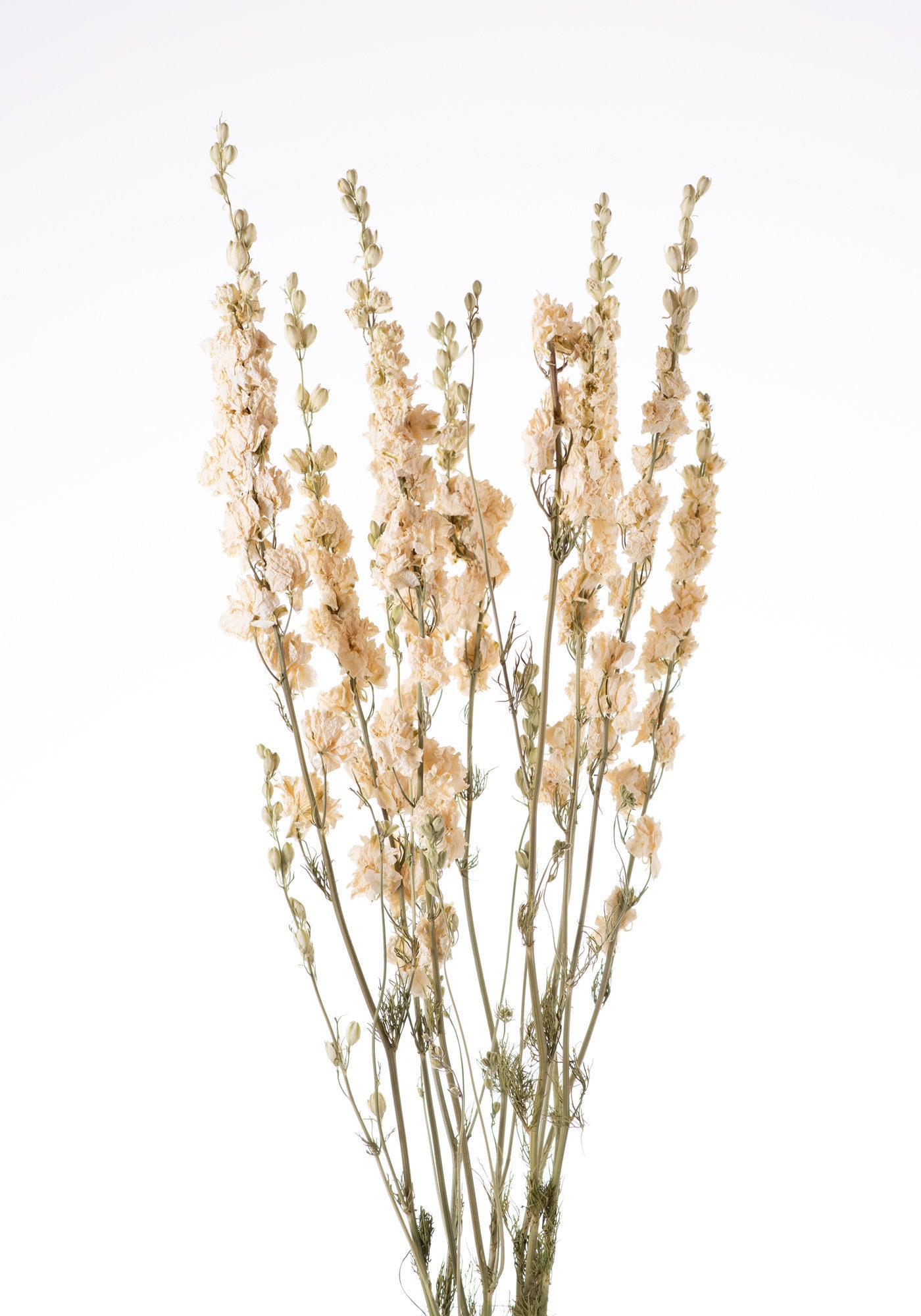 weddings Dried dark berry color phalaris grass dried flowers for home interior 10 stems handicrafts