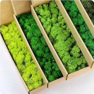 Preserved Moss in Different Colors for DIY Moss Wall Art, Flower pot Decor, Home decor, Wedding decor, Green Natural Wall