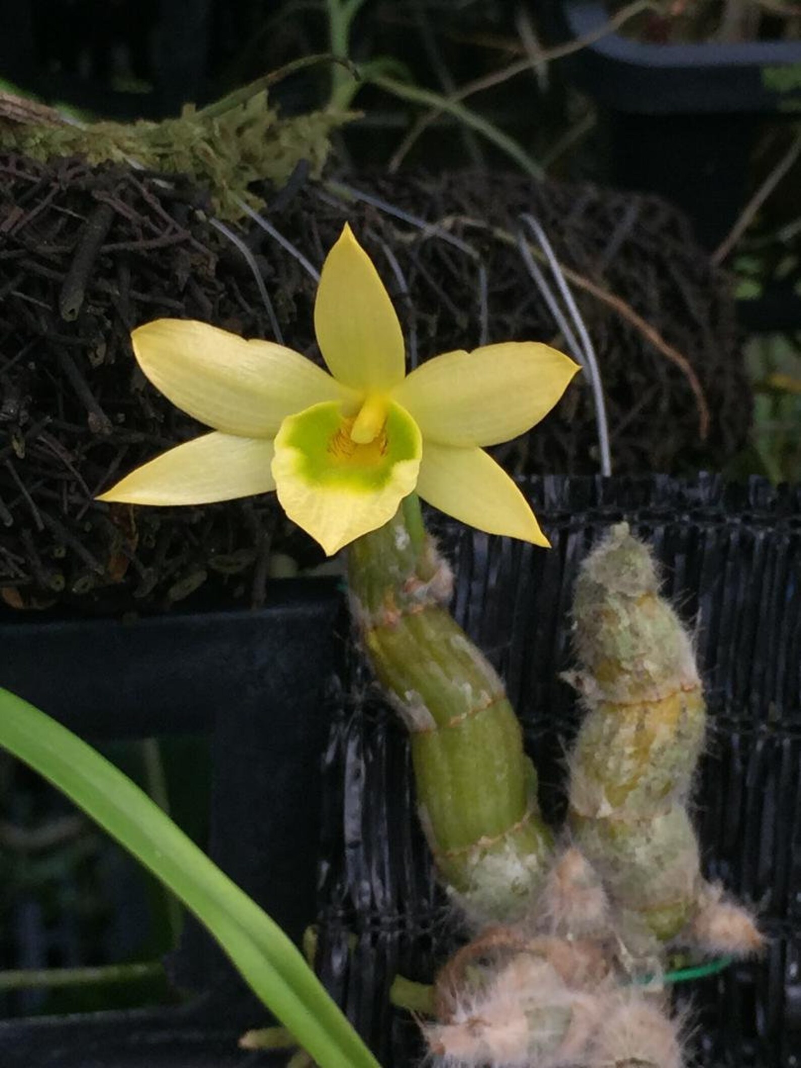 Dendrobium Senile Rare Species Orchid | Etsy