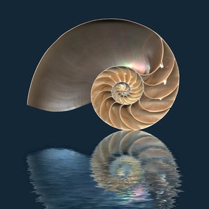 Foto de una concha de nautilus con un reflejo acuático, cámaras de nautilus, descarga instantánea, arte para tu casa de playa