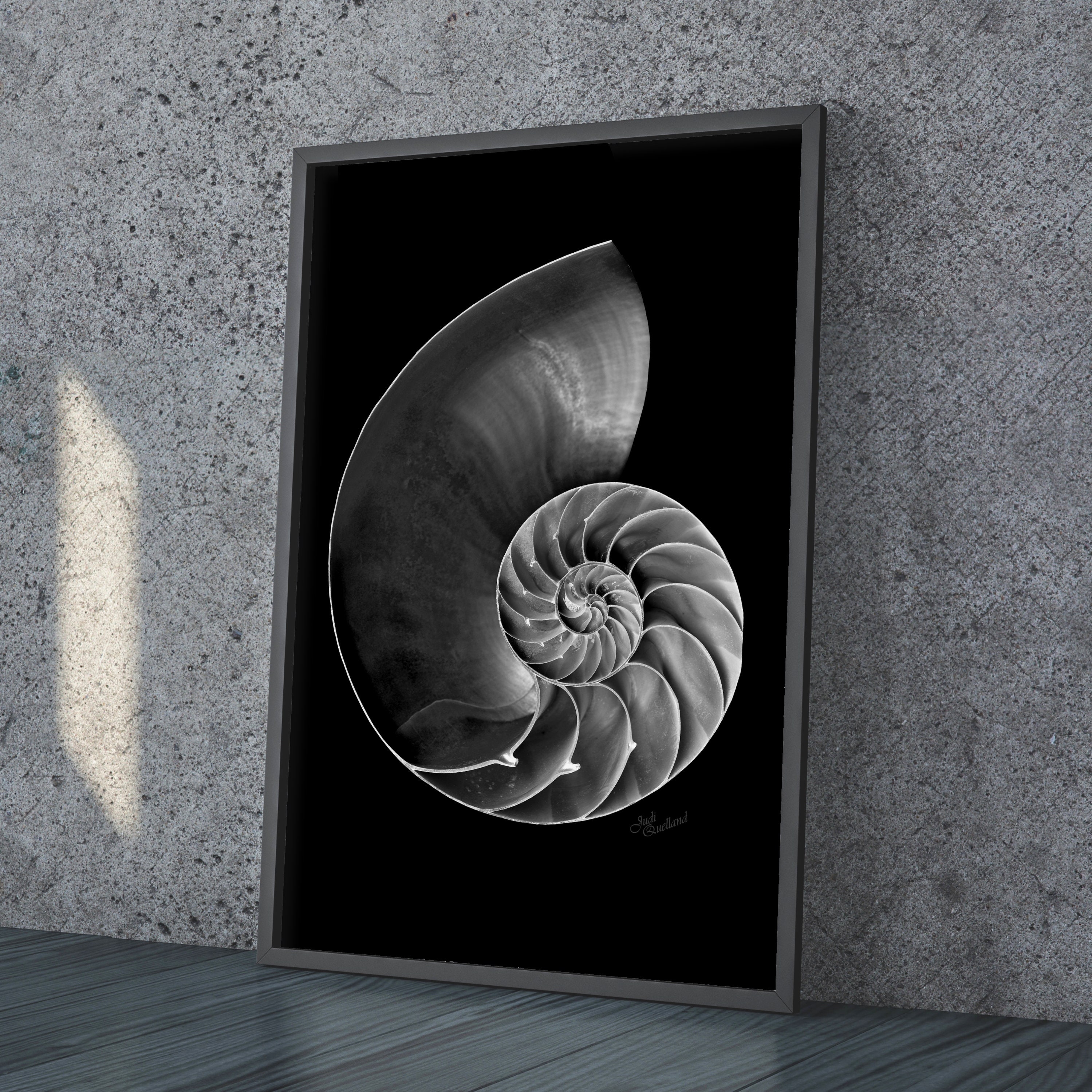 Nautilus Shell Photo in B&W Detailed High Contrast - Etsy