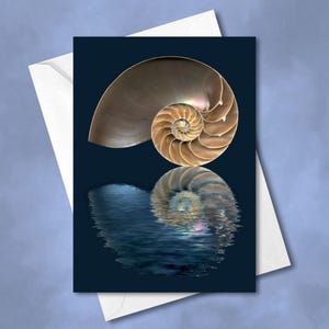 May include: A nautilus shell with a golden brown and white spiral pattern is reflected in a dark blue water surface.