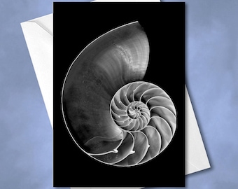 Nautilus Shell Greeting Card, Miniature Art Photo, 5x7 All Occasion Card with Envelope