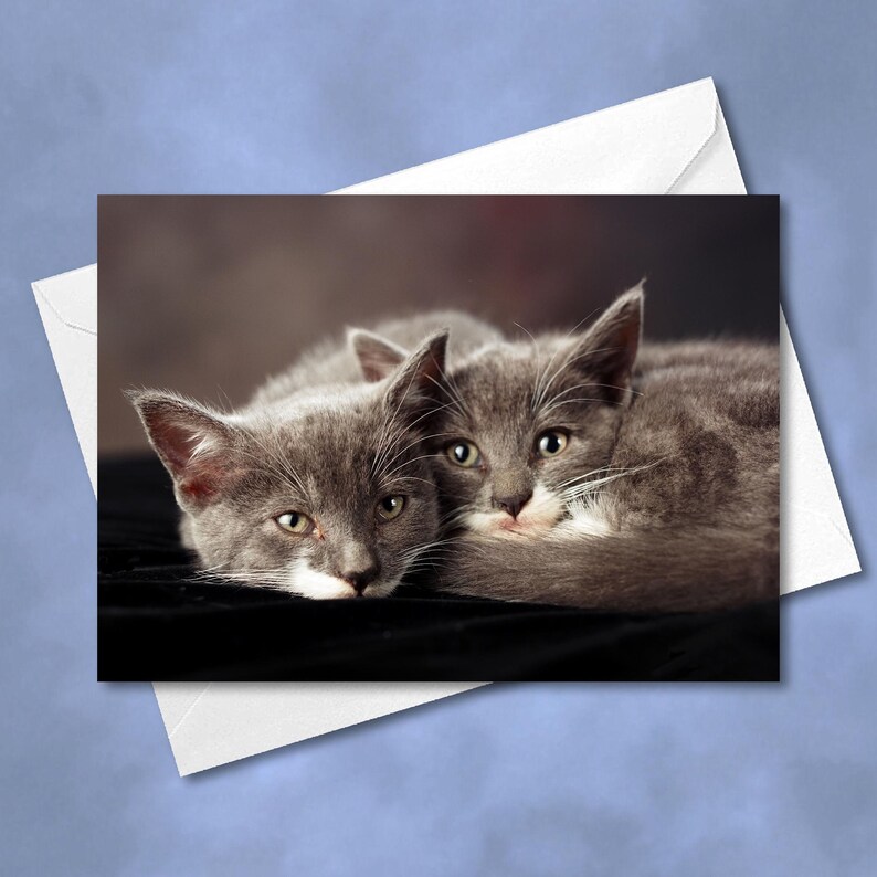 May include: Two gray tabby kittens cuddling together on a black surface. The kittens have white markings on their faces and chests.