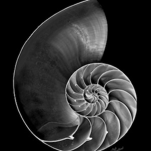 Photo de coquille de Nautilus en noir et blanc, photographie détaillée à contraste élevé, téléchargement imprimable jusqu&#39;à 40 x 50 pouces, pour la maison ou le bureau