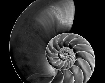 Puede incluir: Una fotografía en blanco y negro de una concha de nautilus. La concha está abierta, revelando el intrincado patrón en espiral en su interior. La concha es lisa y brillante.