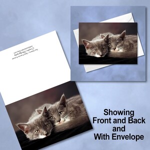 May include: A greeting card featuring a photograph of two gray kittens cuddling together. The card has a white envelope.