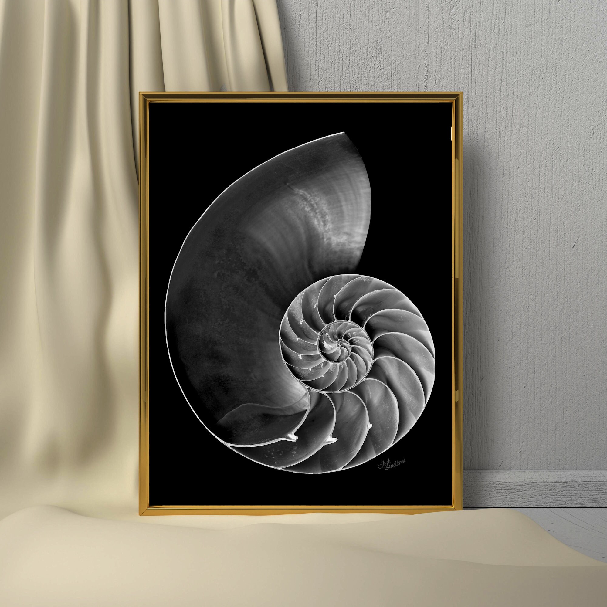 Nautilus Shell Photo in B&W Detailed High Contrast - Etsy