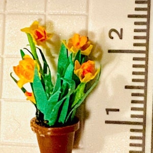 May include: Miniature potted plant with yellow and orange flowers and green leaves. The small brown pot contains several blooms. A ruler is next to the plant, showing measurements in centimetres.
