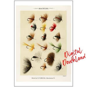 May include: A vintage illustration of 17 different fly fishing lures, with a variety of colors and feather patterns. The image is titled "Hackles" and is labeled "Made by C.F. Orvis, Manchester, Vt."