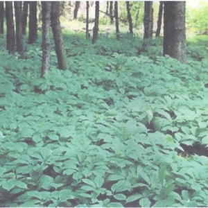 Success guaranteed! Ginseng Seeds American Appalachian Wild Grown 400 ORGANIC STRIATED Seeds Plus Informative Growing Selling Manual.