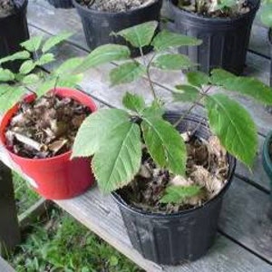 Success guaranteed! Ginseng Seeds American Appalachian Wild Grown 400 ORGANIC STRIATED Plus Informative Growing Selling Manual.