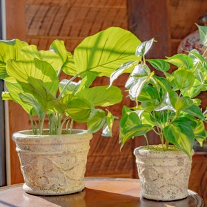Set of 2 Tuscan Style Round Ceramic Flower Pots Color Option