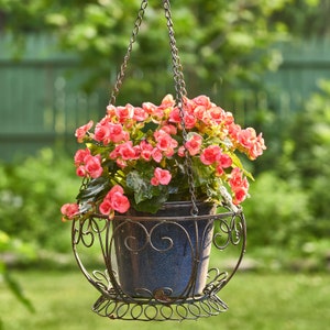 May include: A hanging planter with a wrought iron frame and a blue ceramic pot. The planter is filled with pink begonias.