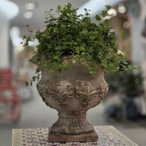 May include: A weathered stone-colored urn planter with a wide, rounded body and a square base. The exterior features ornate, raised scrollwork detailing around the center. A lush, vibrant green ivy plant with small, pointed leaves fills the basin.