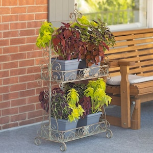 May include: A two-tiered metal plant stand with an ornate design. The stand is painted in a distressed bronze finish and features decorative scrolls and floral accents. It is holding four potted plants with colorful foliage.