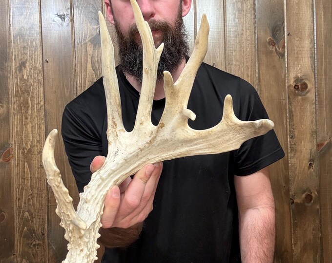 Monster Deer Racks Nice Freak Massive Whitetail Shed 9pt Antler Horn Deer Mount Taxidermy ...