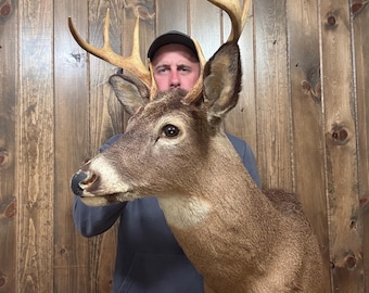 Decent Vintage 8pt Whitetail Shoulder Mount Antler Horn Deer Taxidermy Rack