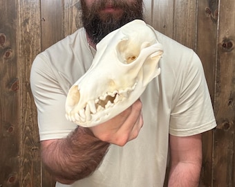 Real Coyote Skull Mount Taxidermy Man Cave Cabin Decor Canine Dog Mammal Craft
