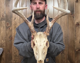 Tall Nice 8pt Real Whitetail Skull Antler Horn Deer Mount Taxidermy Man Cave