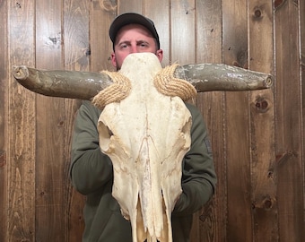 Nice Naturally Cleaned Cow Skull With Attached Horns Mount Taxidermy Man Cave Cabin Decor