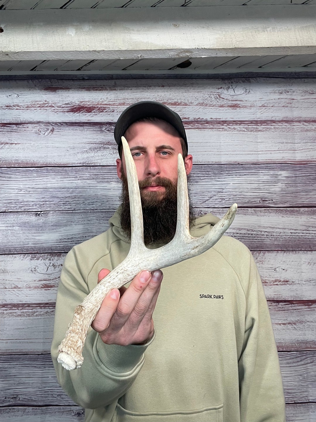 Nice Mini 3pt Whitetail Shed Antler Horn Deer Mount Taxidermy Etsy