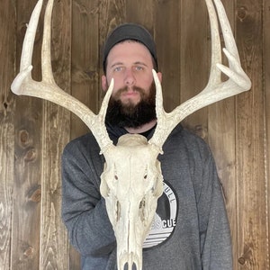 Weathered Real Whitetail Skull 9pt Antler Horn Deer Mount Taxidermy Rack Cabin