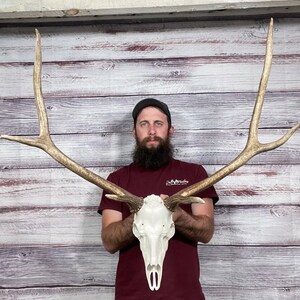 Dark Mini 4x3 Elk Antler Fake Skull Deer Mount Taxidermy Man - Etsy