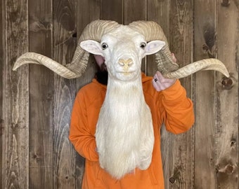 Beautiful Vintage Full Curl+ Exotic Ram Shoulder Mount Horn Taxidermy Sheep