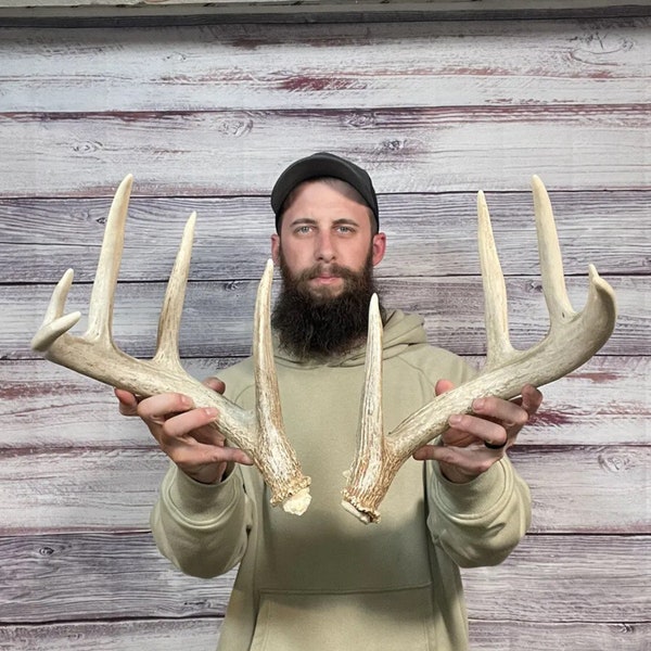 Dark Chunky Typical 135” Whitetail Shed 9pt Antler Horn Deer Mount Taxidermy