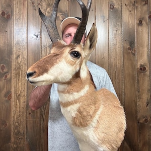 Beautiful Vintage Pronghorn Antelope Shoulder Mount Antler Horn Deer Taxidermy