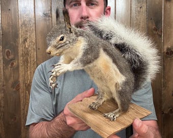 Vintage Full Body Grey Squirrel Mount Taxidermy Mammal Man Cave Cabin Decor DIY