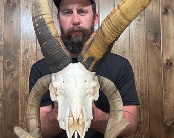 Decent Huge Naturally Cleaned 4 Horn Jacob Sheep Skull Exotic Goat Horn Mount Taxidermy Man Cave Cabin Sheep